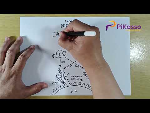 How to Draw Food Web Forest