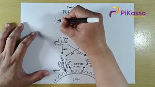 How to Draw Food Web Forest