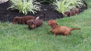Mini Dachshund Puppies For Sale