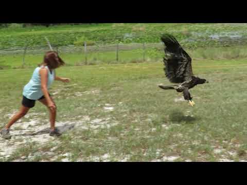 Bald Eagle Release Compilation