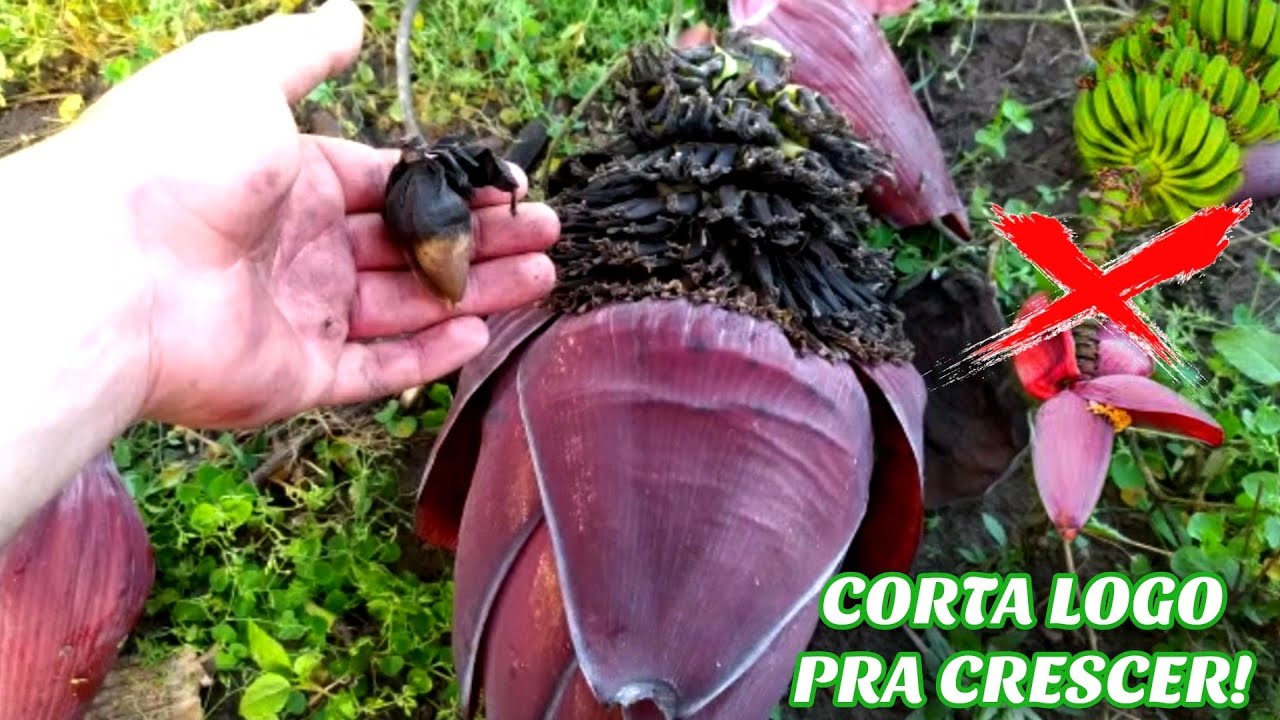 CORAÇÃO BANANEIRA, QUANDO CORTAR? - YouTube