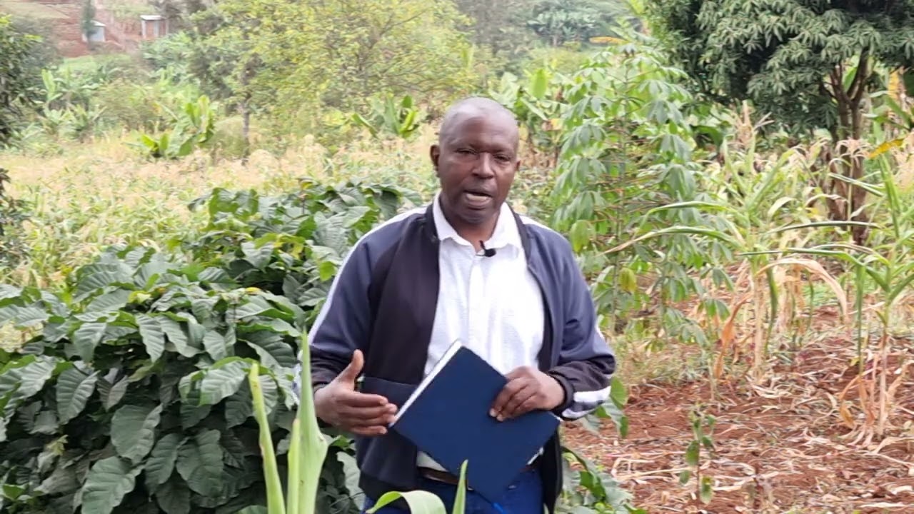 Gûtaûkwo nî kûguraria na gûtinia kîande (details about ceremonial rams slaughter and  rituals . )