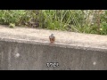 空堀川野鳥踏査－３ の動画、YouTube動画。