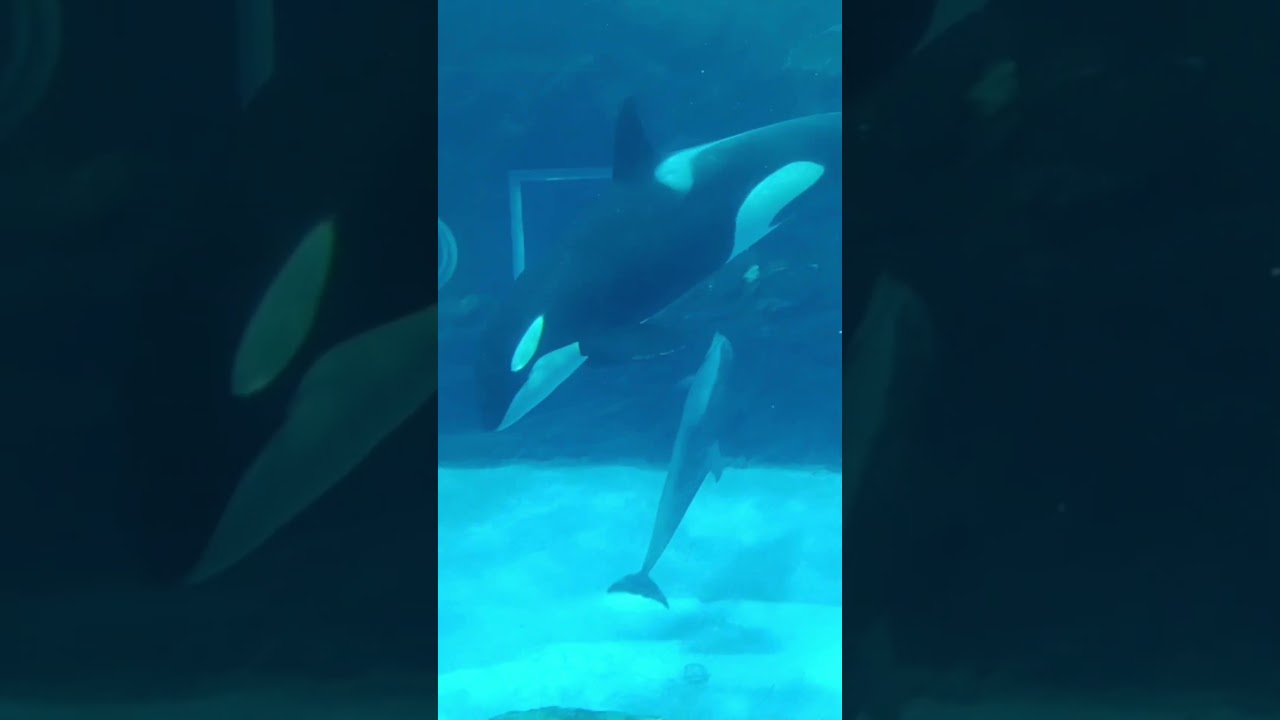 2025.12.30  名古屋港水族館  イルカとシャチ 