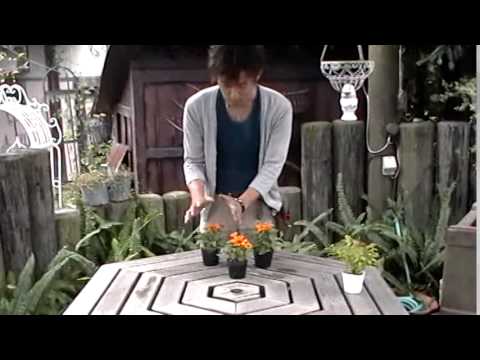 混ぜ合わせる寄せ植えのデザイン - YouTube