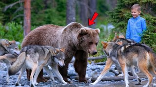 Details Dying Mother Bear was Attacked by Wolves-What this Baby did saved her life 😭 Guide