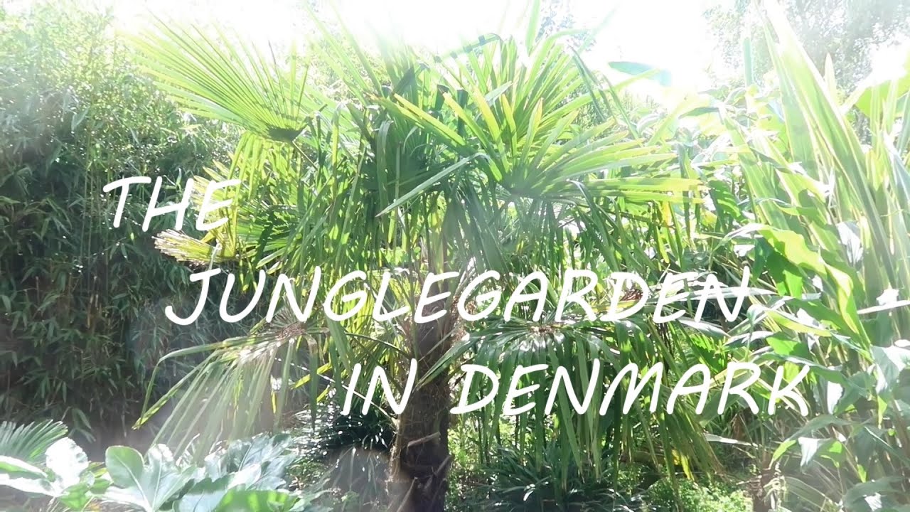 The JungleGarden - Episode 50, version 2 |  Summer garden tour with lots of talking and plant names.