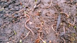 WOW, This Worm Knows How To Slither Like A SNAKE!!