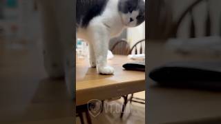 Sassy Cat LOSES IT When Owner Touches His Paws 😾🔥