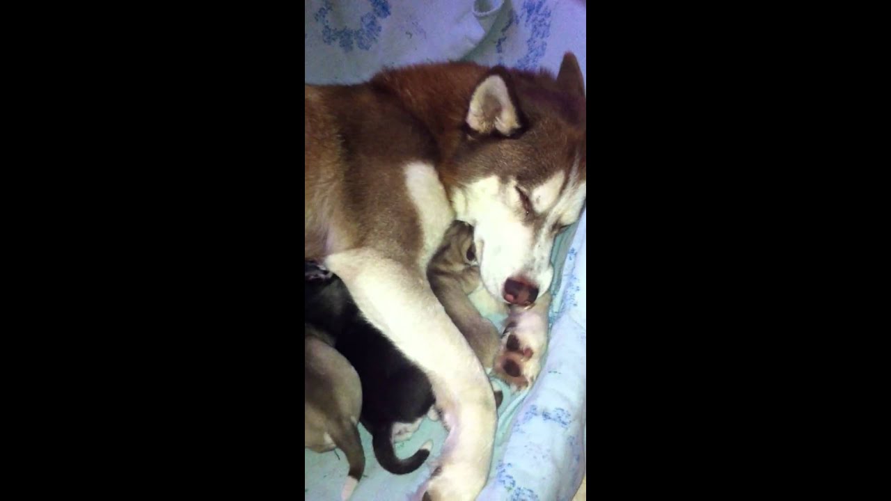 Siberian Husky Cuccioli Appena Nati Youtube