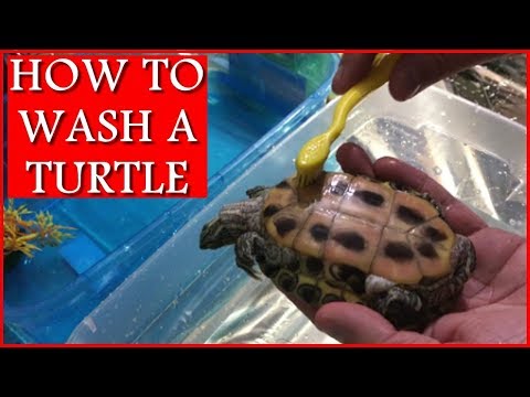 Video: How To Wash Your Turtle