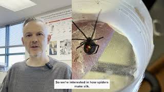 SDSU Minds in Motion: Scientists Uncover the Molecular Trigger Behind Spider Silk Formation