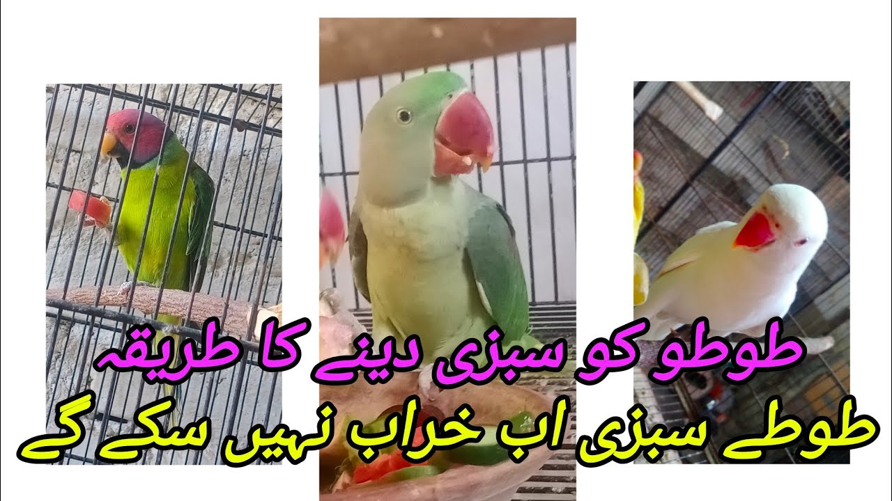 vegetable for parrot | Ringneck green softfood  | Plum head | Alexanderin vegetable | Parrot  sabzi