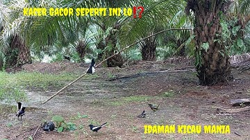 kacer gacor idaman kicau mania⁉️ Mikat burung kacer dapat yg istimewa versi pemikat