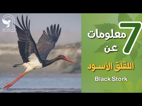 فيديو: البجعة البكم: الوصف والموئل والصورة