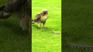 Rattlesnake Killed Eagle Like Pro