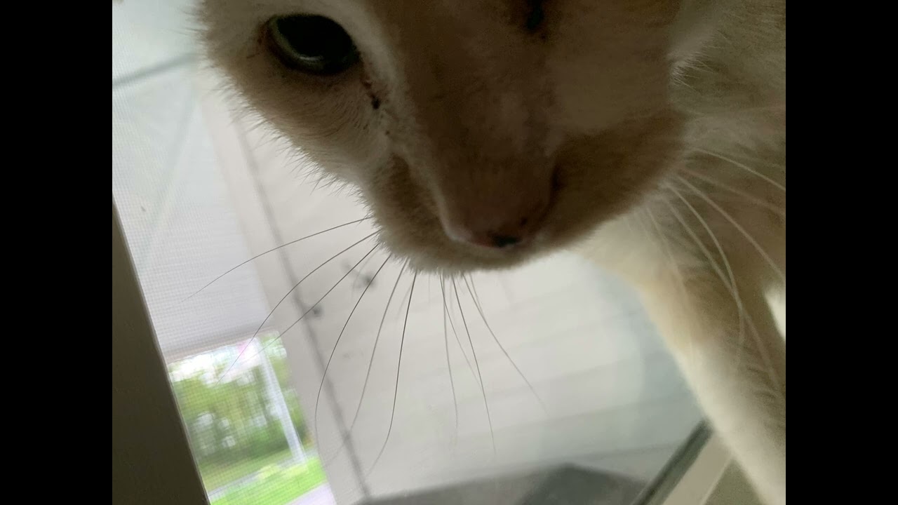 bits n bobs - shop theme