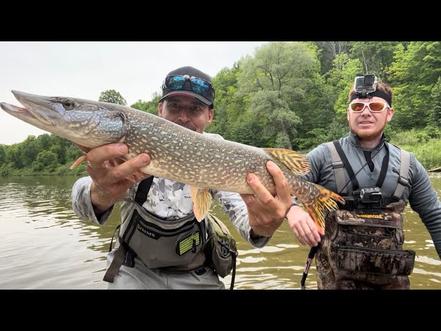 Acrobatic Northern Pike Fishing + Mepps + Runcl Polarized Sunglasses + Fly  Fishing For Brown Trout! 