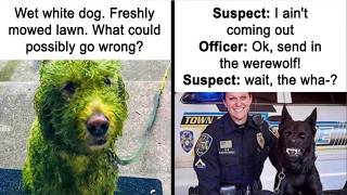 Funny Animal Memes That Prove Pets Are The Ultimate Comedians