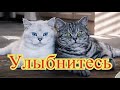 Смешное про животных|Приколы с котами| Видео про котов| Кошки|Позитив|Создай себе хорошее настроение