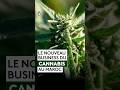 Le business légal du cannabis ça ressemble à ça 😧😧  #shorts #enquete #humour  #documentaire #cbd