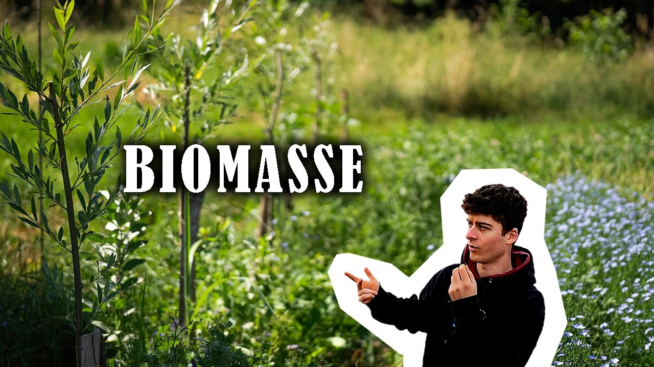 AGROFORESTERIE À BIOMASSE | Quel écartement pour mettre des cultures entre les arbres ?