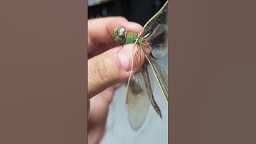 Dragonfly Rescue | Con Chuon Chuon @kieukitchen #viral #shorts #love #family #fun #food #animals