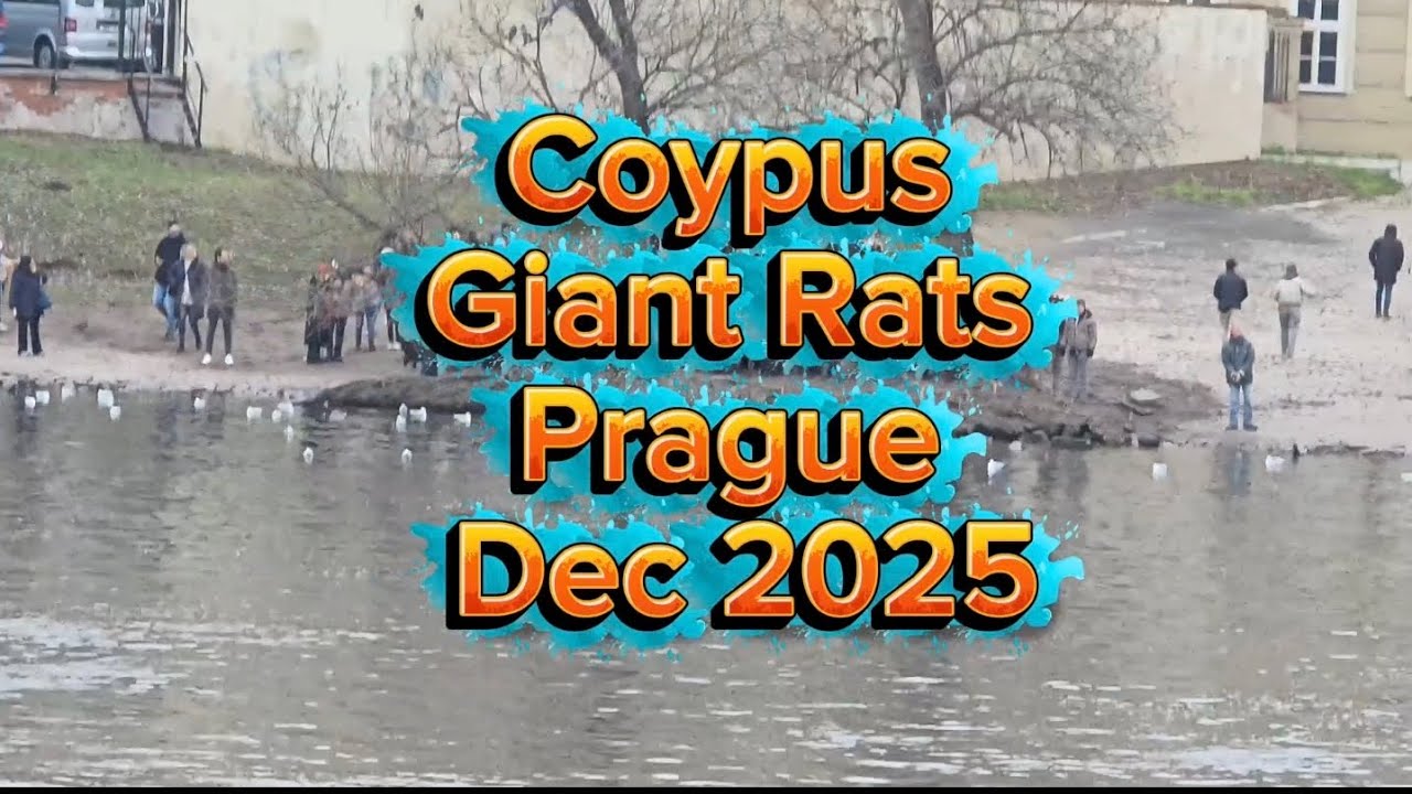 Coypus Giant Rats Prague Dec 2025 🇨🇿🗓️ 