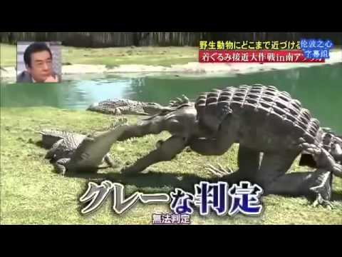 funny-japanese-pranks-humans-vs-crocodile-(-engsub-)-|-funny-japanese-tv-show