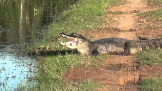Yacare caiman basking in the pantanal
