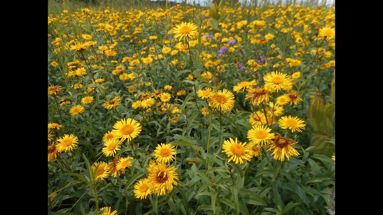 Jurinea longifolia, Pentanema salicinum, Inula helenium, Vicia villosa, Veronica spicata