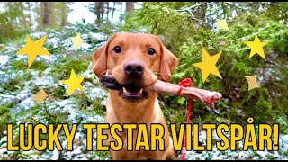 Testa Viltspår Med Hunden! by Freestylehundar.se 2,092 views 3 years ago 8 minutes, 57 seconds