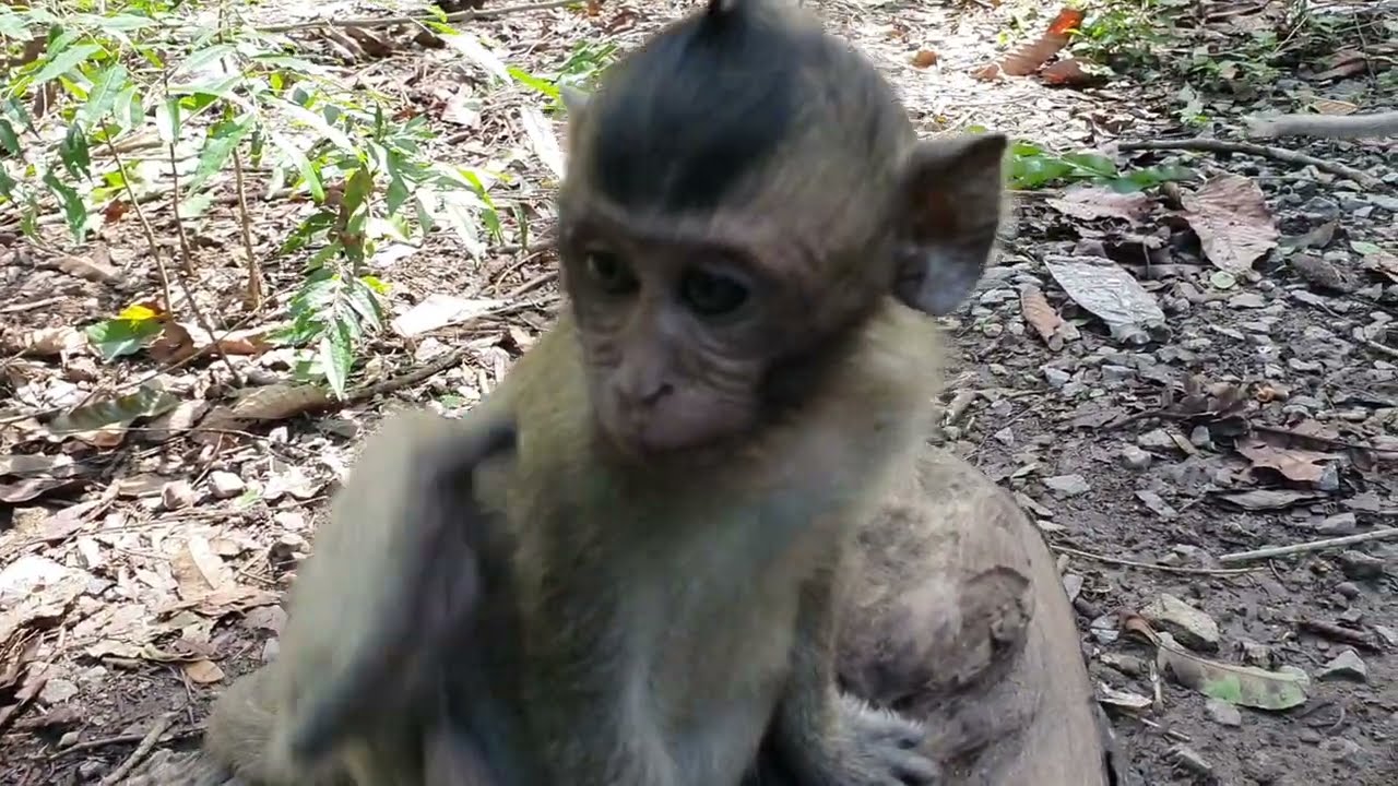 Feeding mama Duchess monkey and her baby