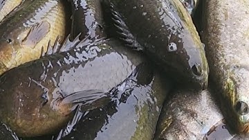 Tập 31: Câu cá rô, cá thác lác lác ao sen lâu năm trúng lớn