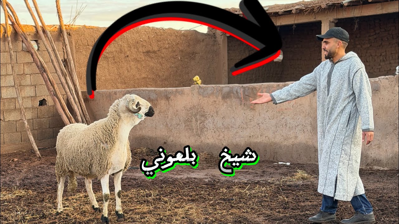 بسم الله أول ضهور لي فحول قيدوم السلالة الشيخ بلعوني جمال رباني وفحول في المستوى ماشاء الله 🖤🤍
