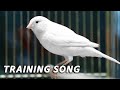 White canary 12h singing  the best training song