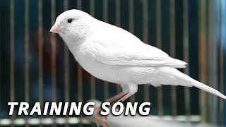 White Canary 12h Singing - The Best Training Song