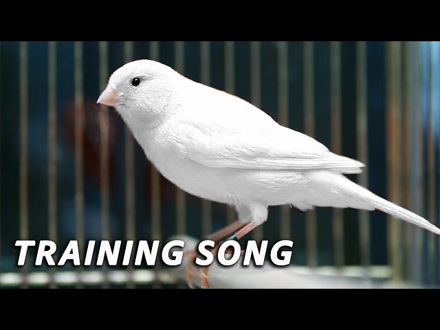 White Canary 12h Singing - The Best Training Song class=