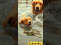 Brave Dog Saves Friend from Drowning 🐶💦 Heartwarming Rescue#shortsfeed #shorts