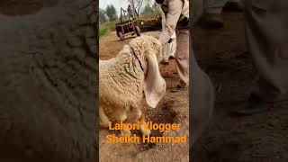 Sargodah Kajla Chatra Bakra Stan Bakra Mandi Kajle Lahore