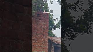 the power of Realme p4 pro #viral #viralvideo #viralshorts #phone #youtubeshorts #realmephone