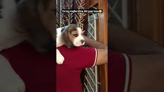 #dogvideo#doglover#beaglepuppy#puppylife#familydog#dogs#cutevideo#beagle#girahuabanda