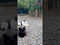 Evening Calm, Dinner Ahead #japan #tokyo #love #cat #cats #care #cutecat #cute #catlover #catlove #1