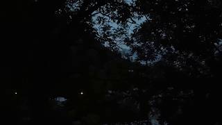Morning birdsong in Borjomi