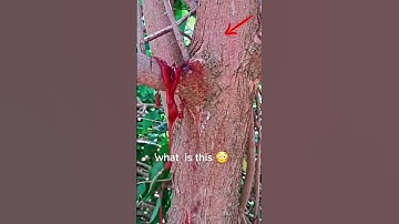 Save Tree // Please don