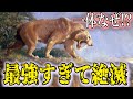 1分で分かる動物紹介 サーベルタイガーはなぜ絶滅したのか？【キモカワな古代生物#12】#shorts