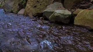 Soft river flow and birds in harmony | Nature Sounds
