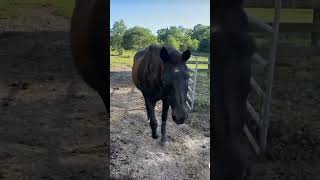Her horse went to hug her 😂
