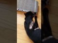 Logan's first cat scratcher