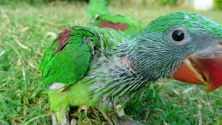 As all of you were requesting for alexandrine/pahari/raw parrot i
finally decided to get them. watch till the end hear their baby
voices! if like ...